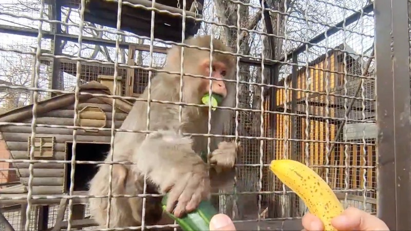 Почему японские макаки любят крымские огурцы больше бананов